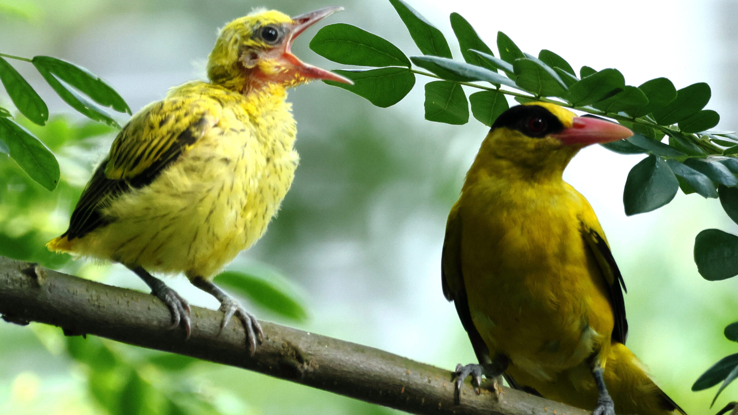 Mirisbiris: a birders paradise